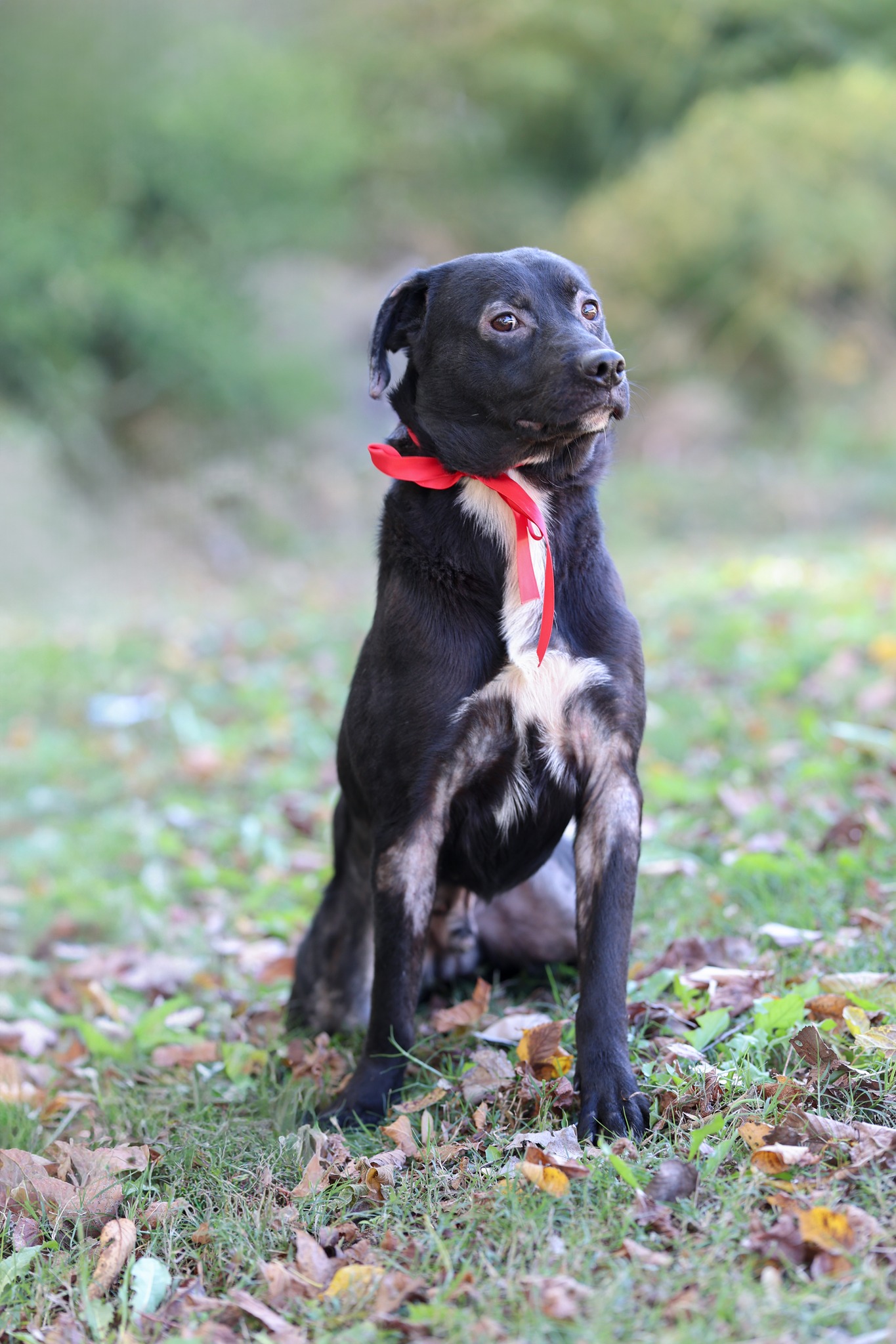 Rankin - 2nd UPDATE... ADOPTED! UPDATE: Landon's adoption fee has been ...