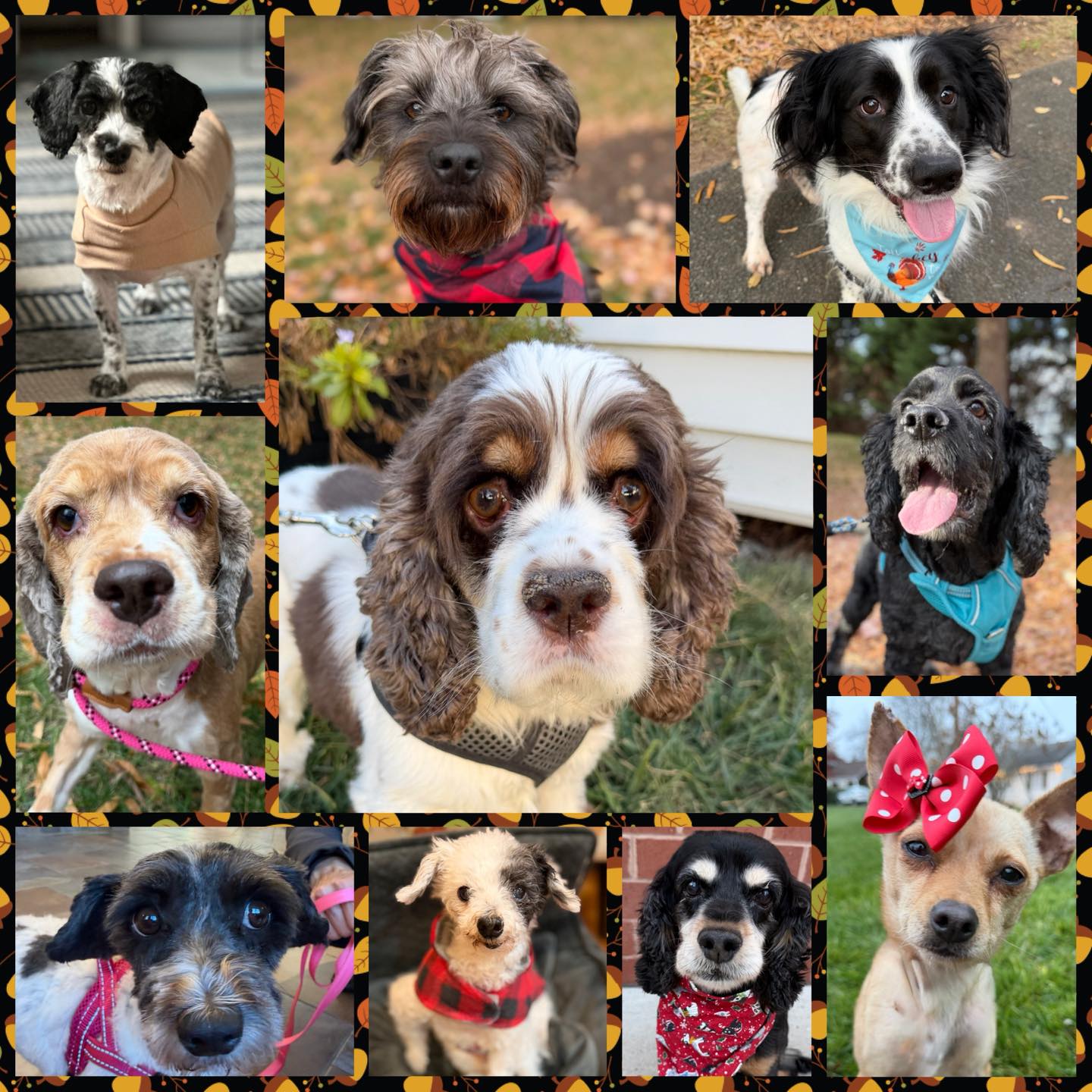 🏡It's National Adoption Day! A... - OBG Cocker Spaniel Rescue | Facebook