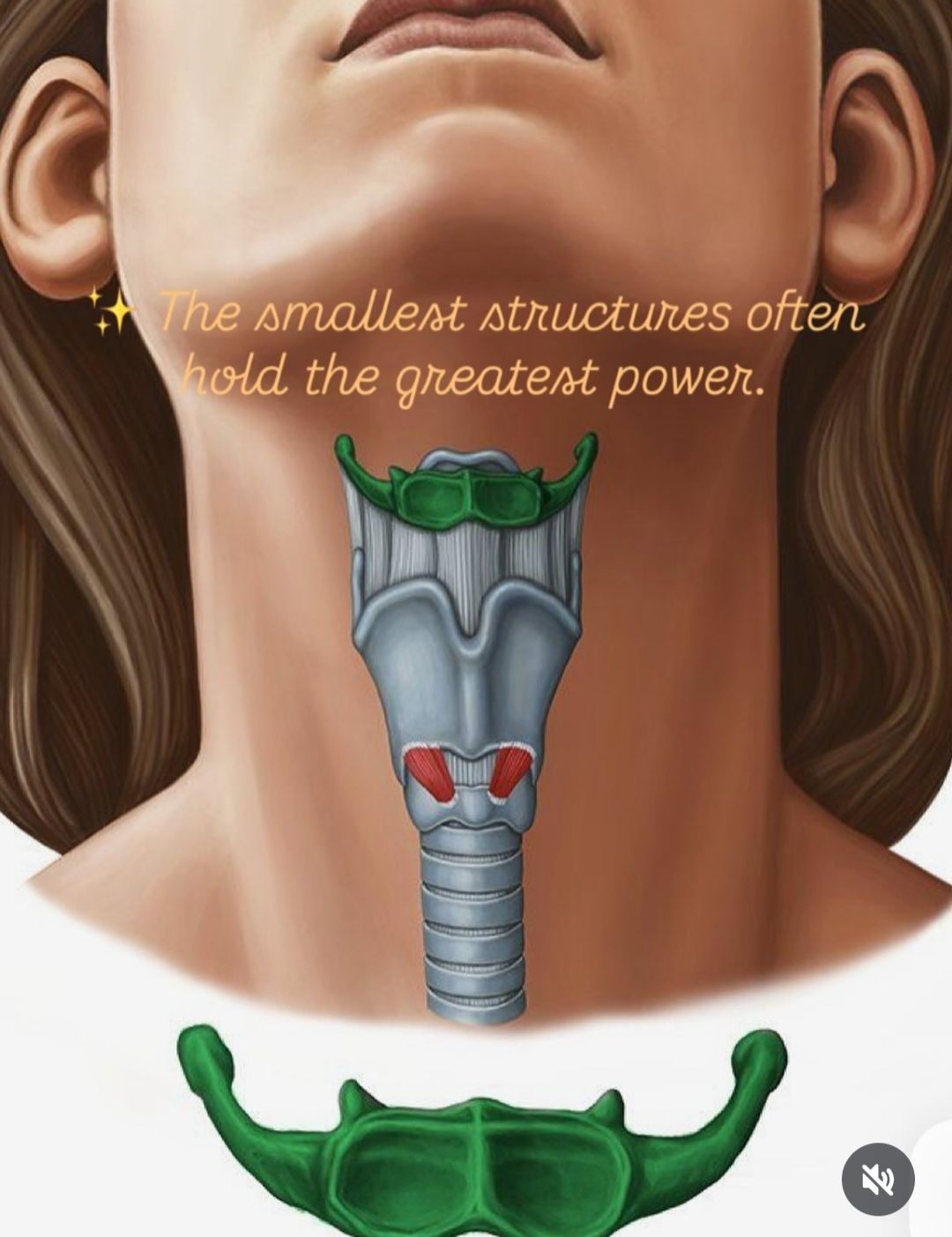 Bowen - The *hyoid bone* is a fascinating and unique part of our ...