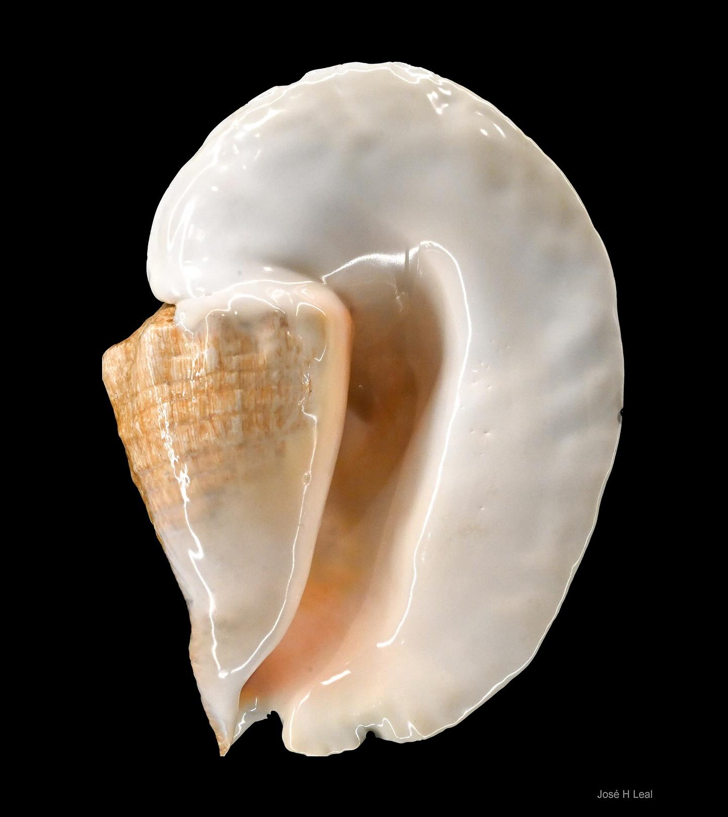Come visit the *World Record Shells* exhibit in our renewed Great