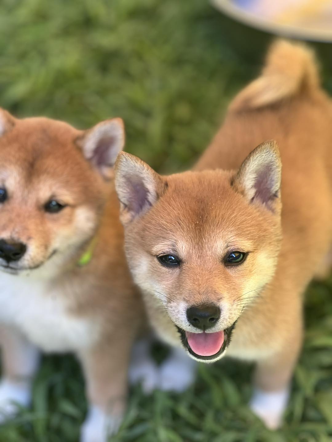 Rising STAR Family Dogs | Durham NC