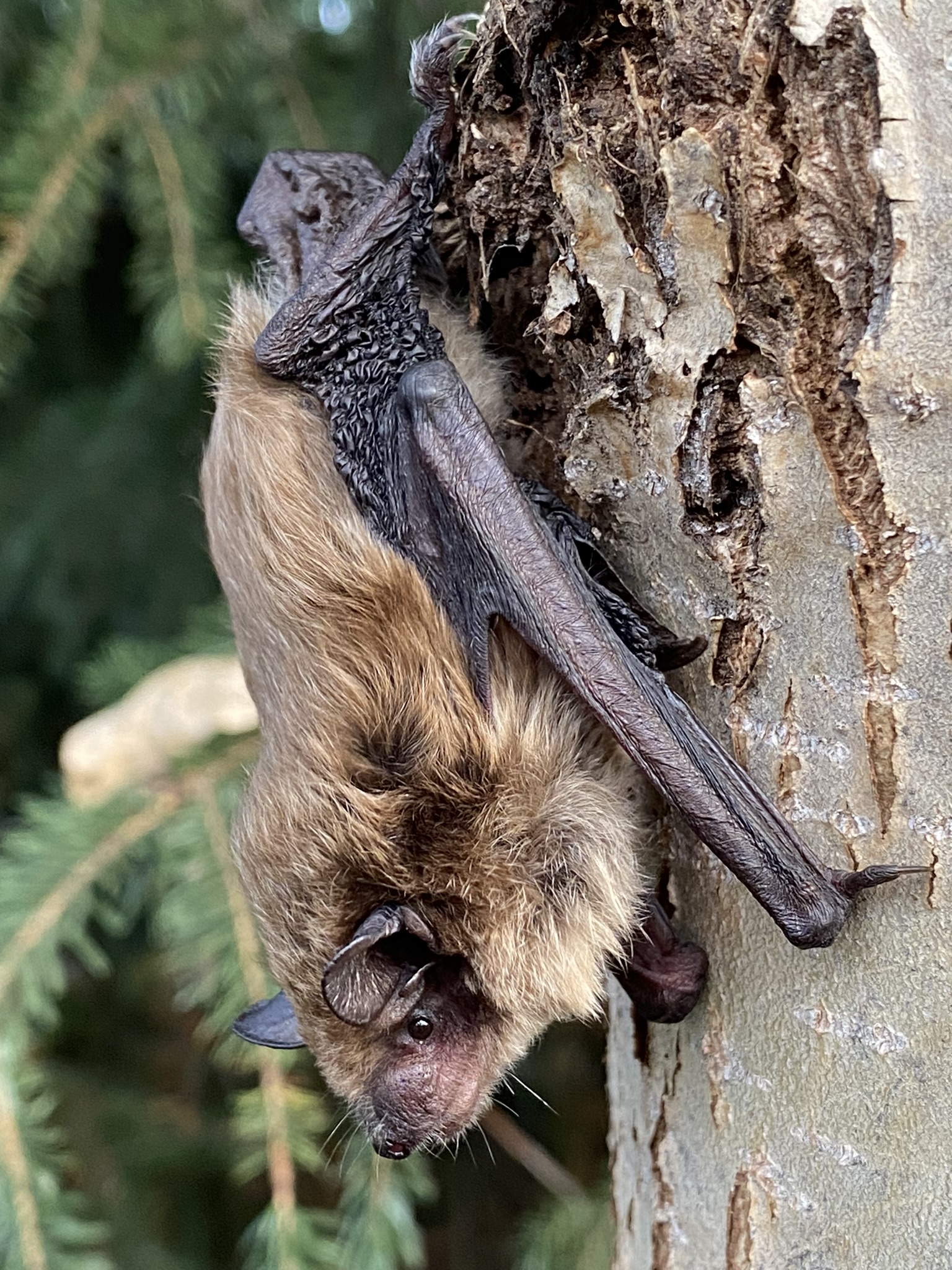 🦇🦇🦇 More batty info for Bat Week &... - Salmon Public Library | Facebook