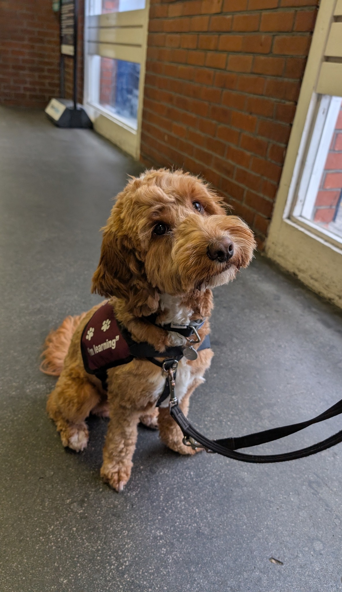 A spot of train-ing for... - Hearing Dogs for Deaf People | Facebook