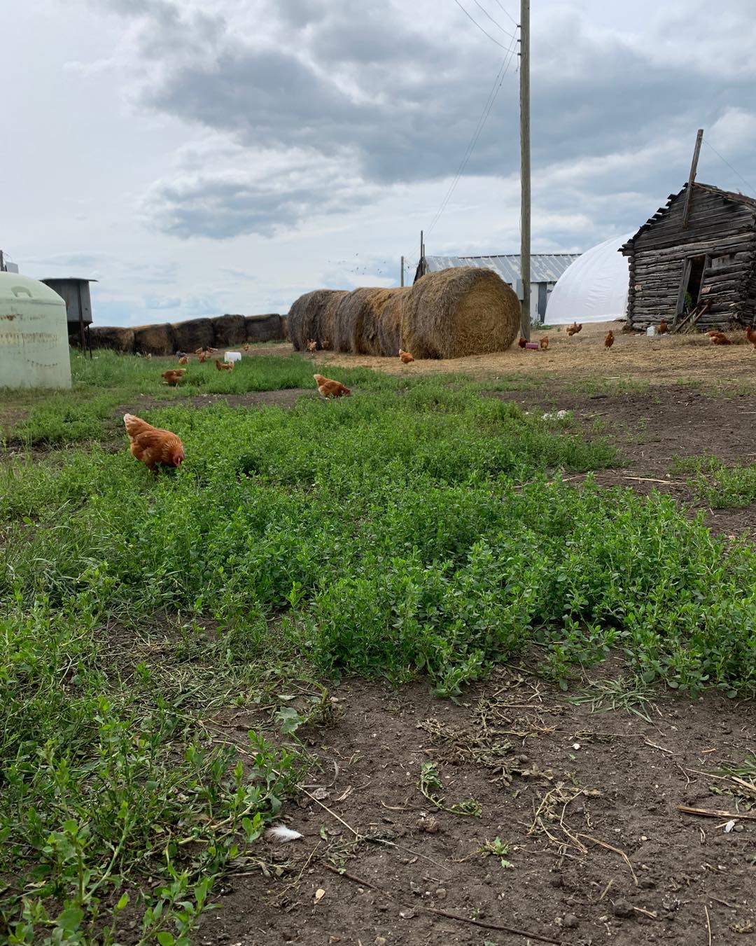 🆕 NEW VENDOR 🆕 Tripe H Ranch Eggs... - The Wandering Market | Facebook