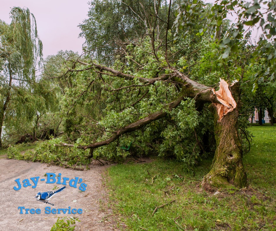 Jay-Bird's Tree Service | Royal AR