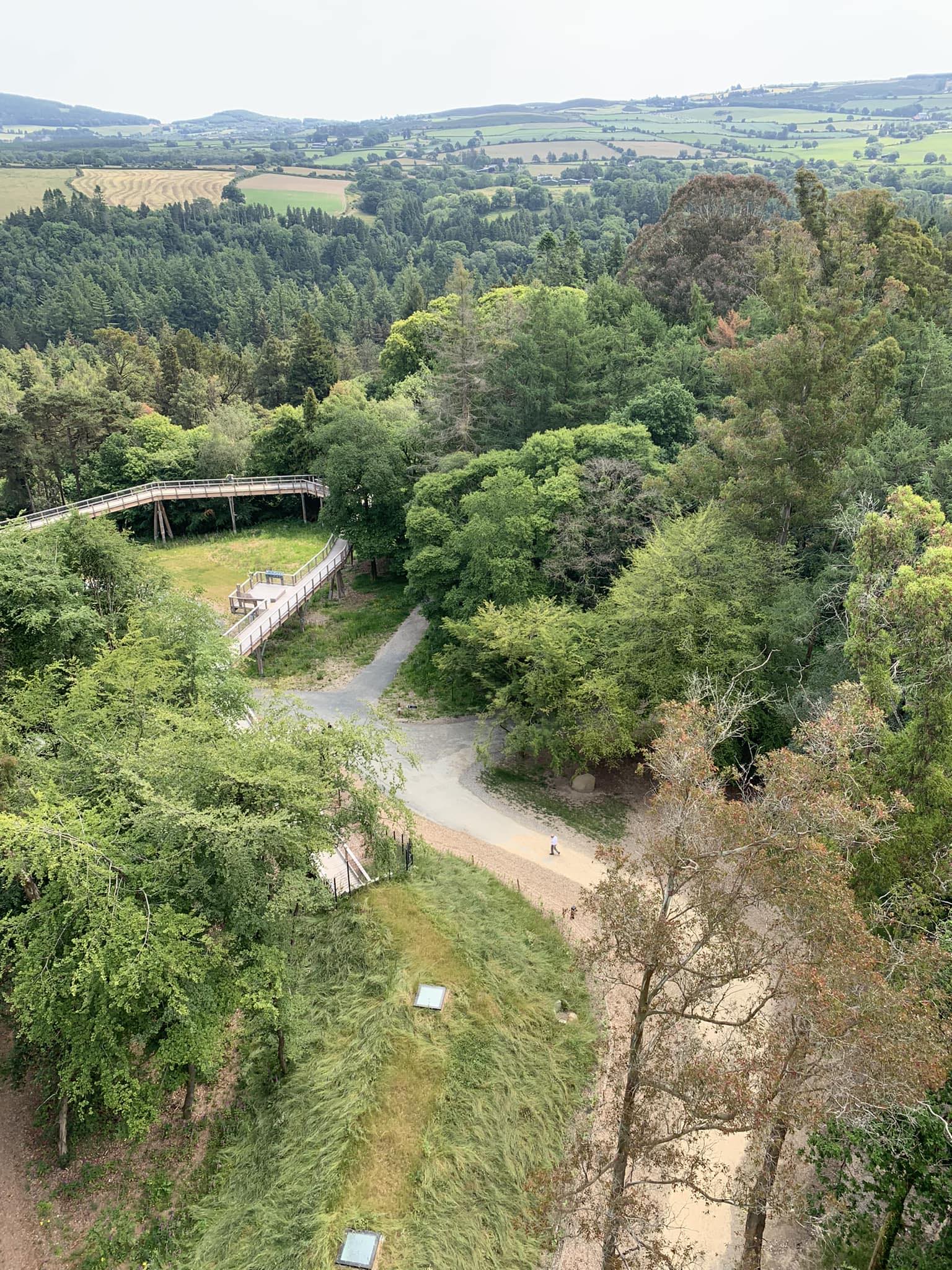 All Ireland Tree Climbing Competition | Wicklow