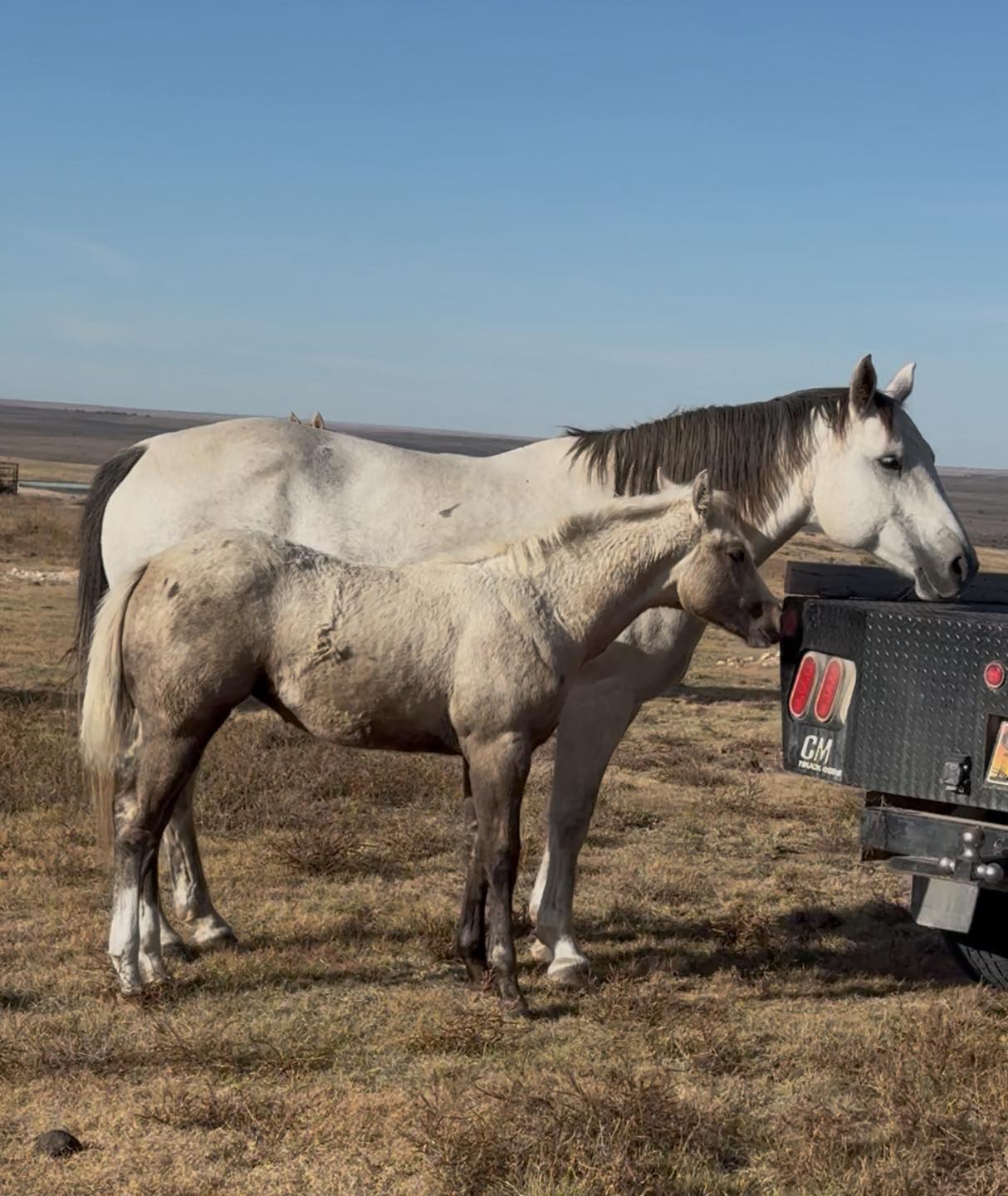 T&M Ranch and Performance Horses