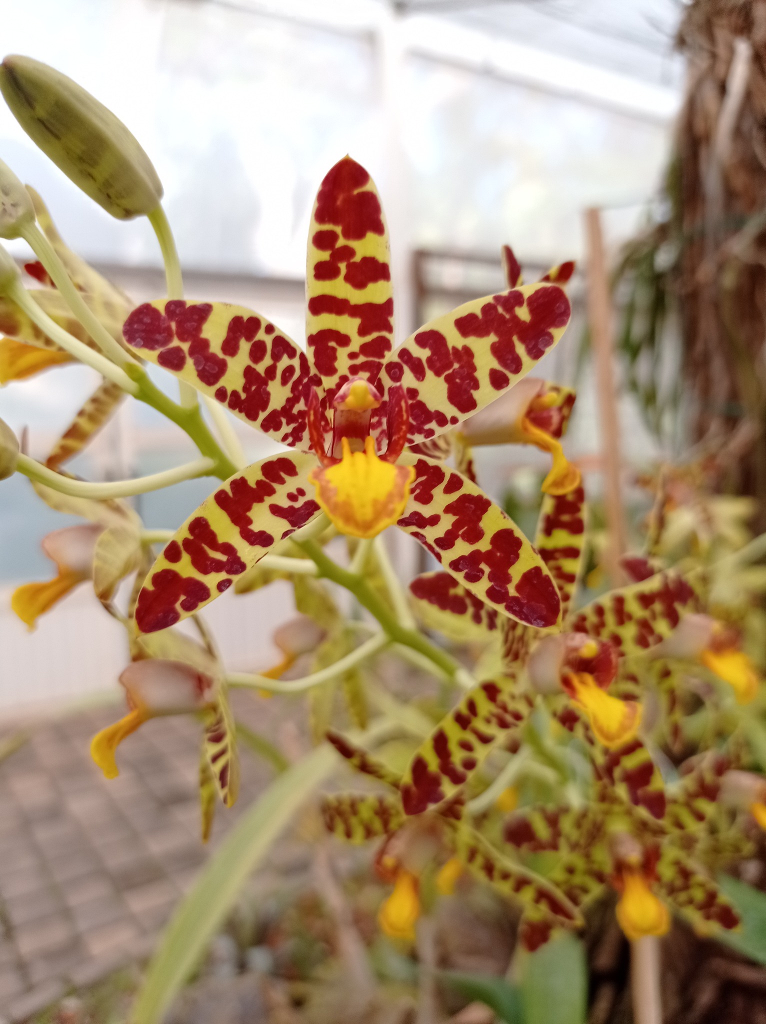 Ansellia africana. The first bloom of this species at the orchid