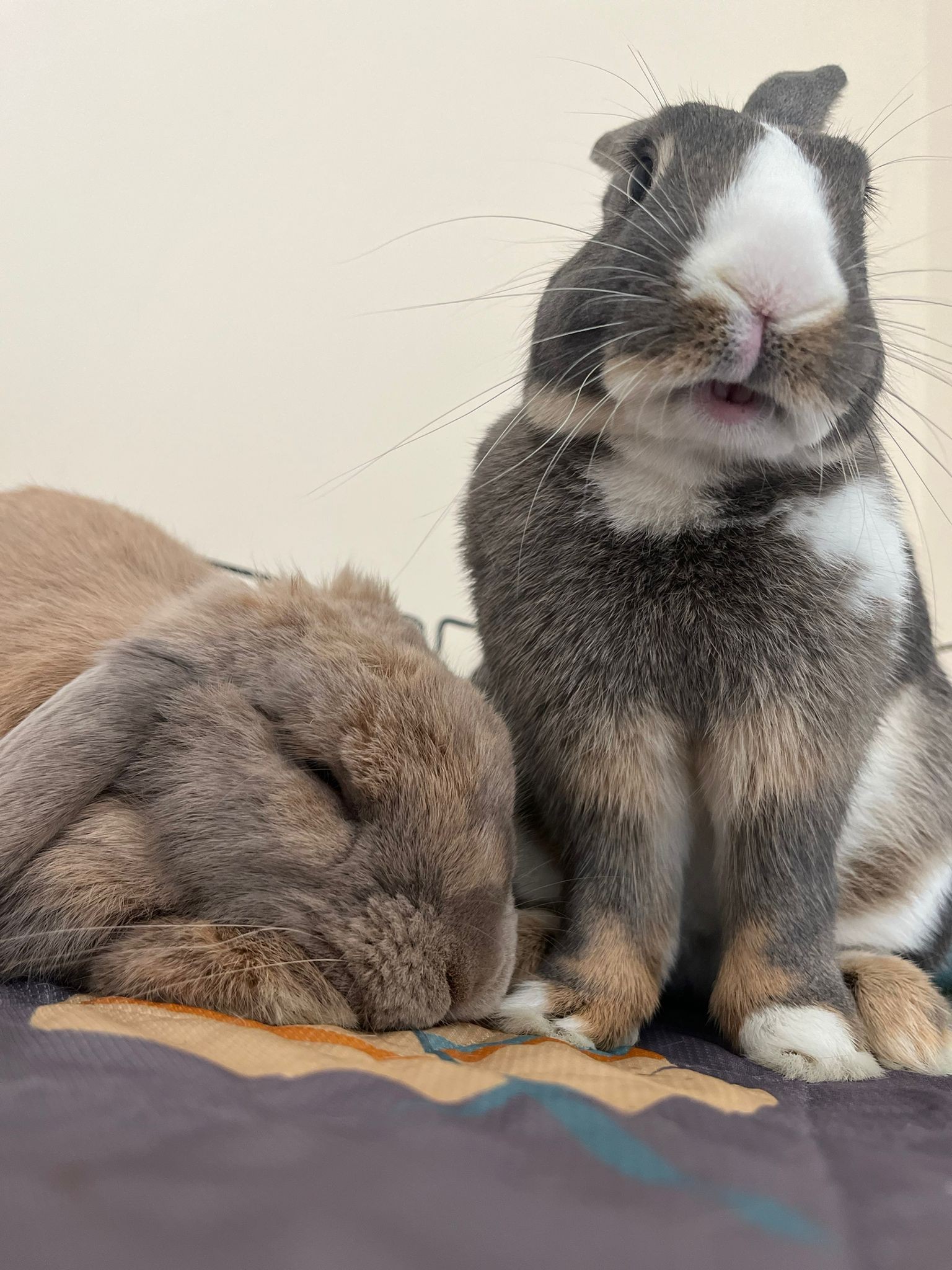 Anton - Rabbit Health Care Rabbits need annual vaccinations, just like ...