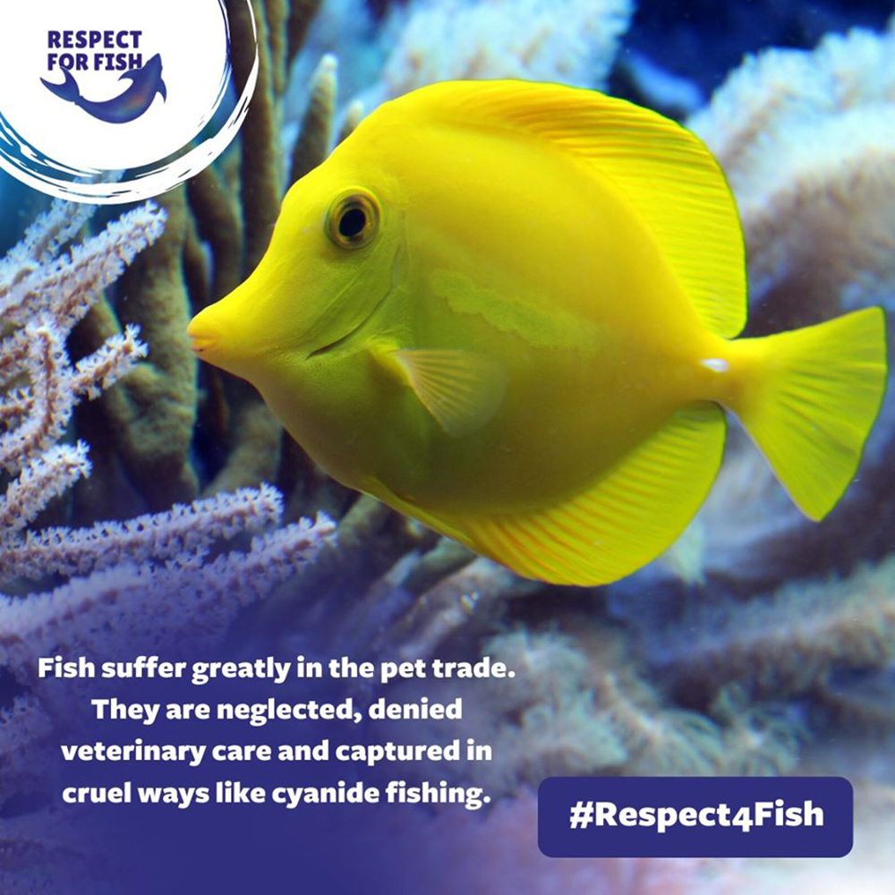 Animal Matters - Is It Cruel to Keep Fish in Tanks? Here... | Facebook