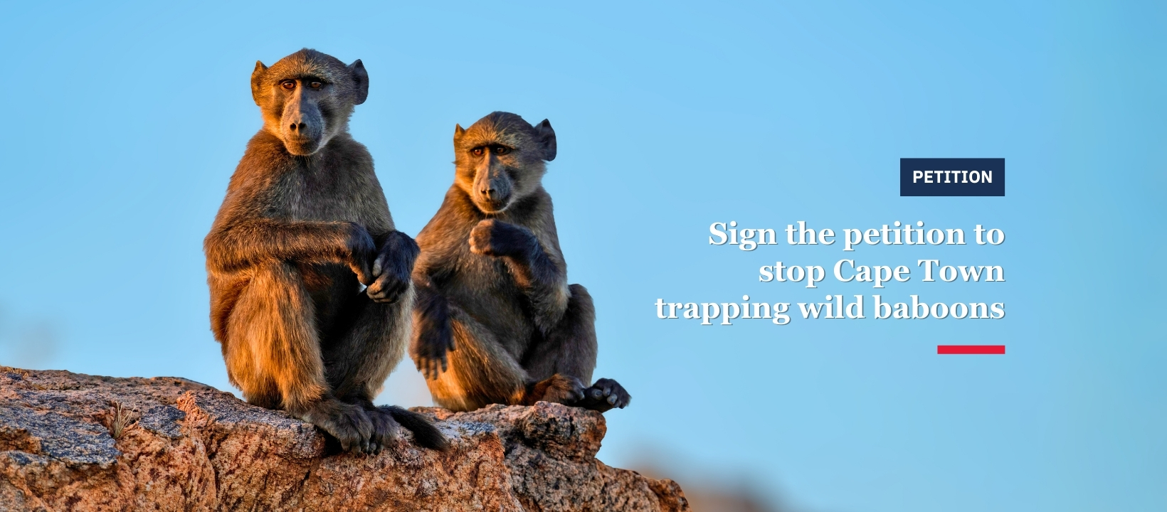 Animal - 🆘 Keep Cape Town’s baboons wild and free 🐒 ️ SIGN THE PETITION ...