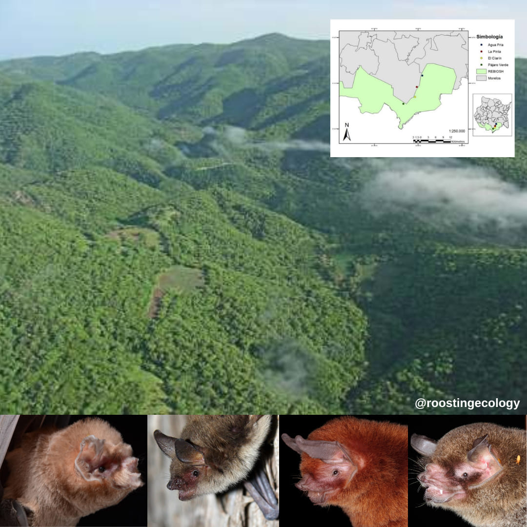 En 2019, Emery... - Roosting Ecology of Neotropical Bats | Facebook