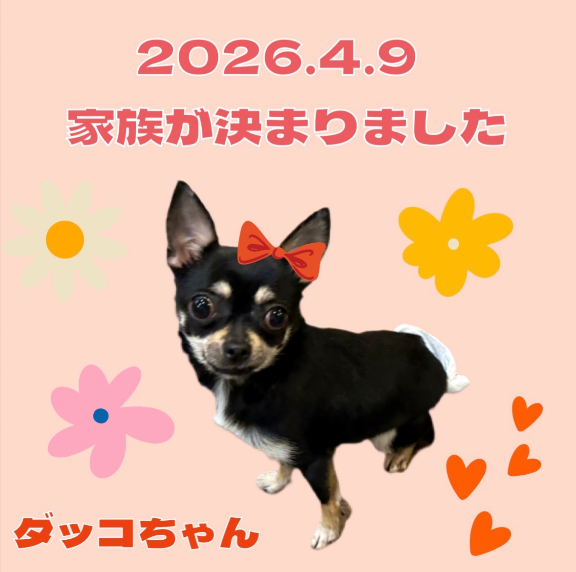 ?2026.4.9? スムースチワワの ダッコちゃん 家族が決まりました 