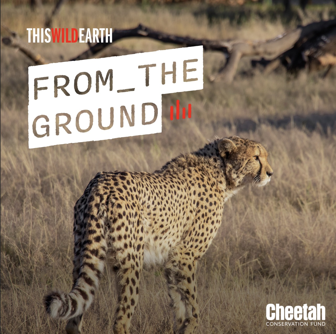 What does it take to keep cheetahs in the wild? Dr. Marker 