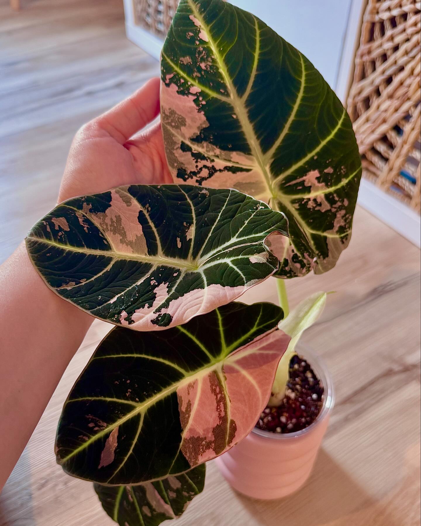FULL PINK ✨💖✨ “ Alocasia Serendipity Variegated 🖤💖💕