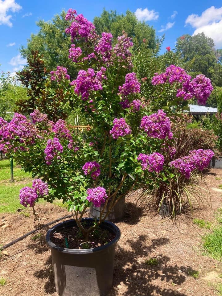 Crape Myrtles and Shade Trees (Sycamore, River Birch, Red Maple, and ...