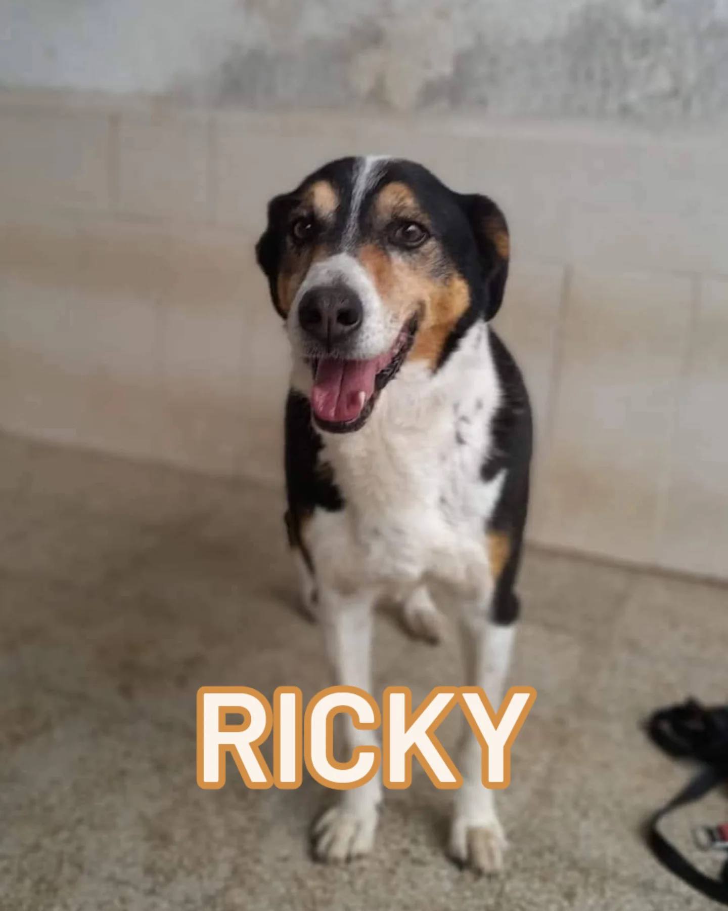 Rifugio - Ricky è un cagnolino di cui nessuno si è mai innamorato. Un ...