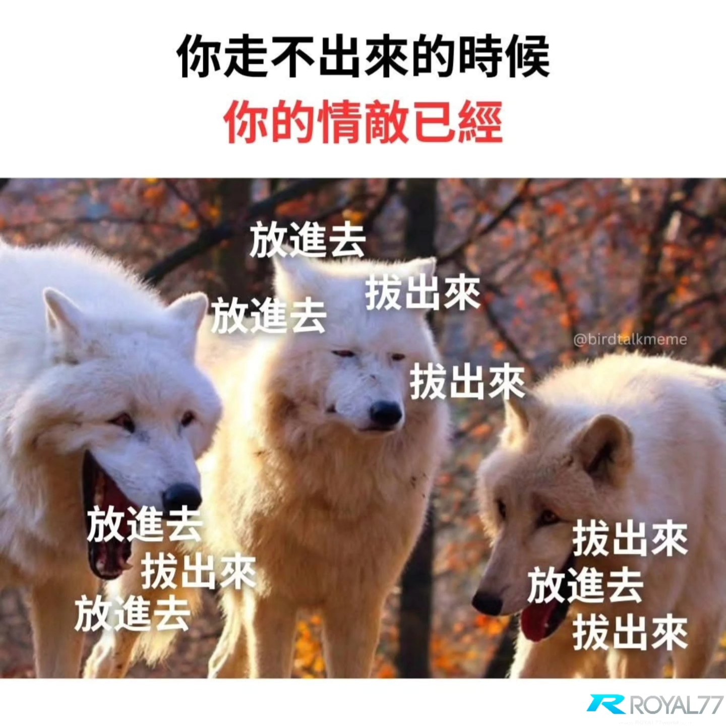 破防了 . IG: birdtalkmeme . . #梗 #梗圖... - 讲鸟话迷迷 Bird Talk Meme | Facebook