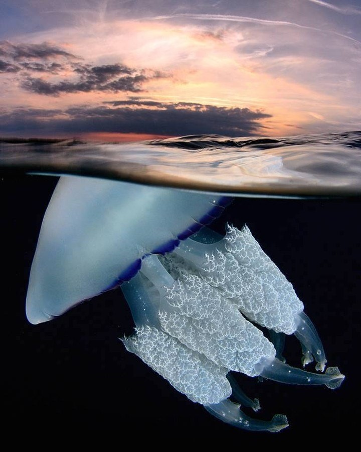 Pilgrim Divers - Jellyfish aren’t fish at all. Despite... | Facebook