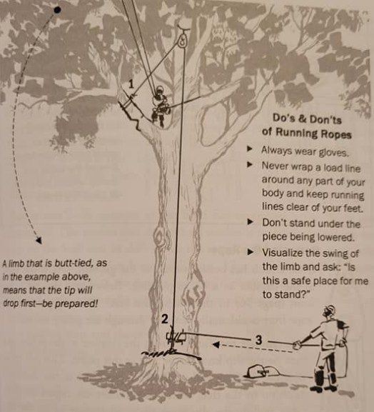 Rope work saves lives — follow the... - Female Lumberjack | Facebook