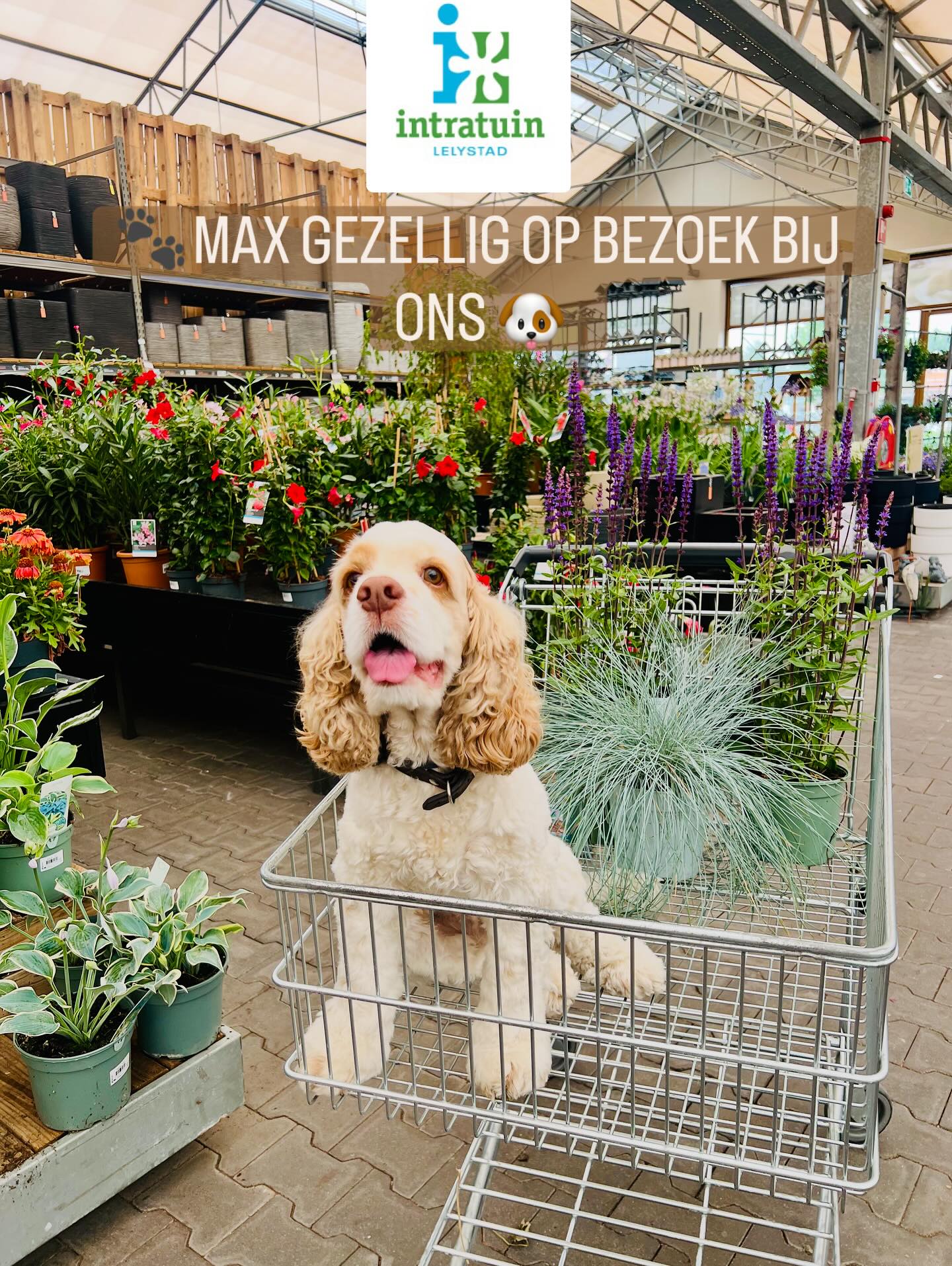 Intratuin Lelystad - WORKSHOP | Kom op zaterdag 17 november een mooie ...