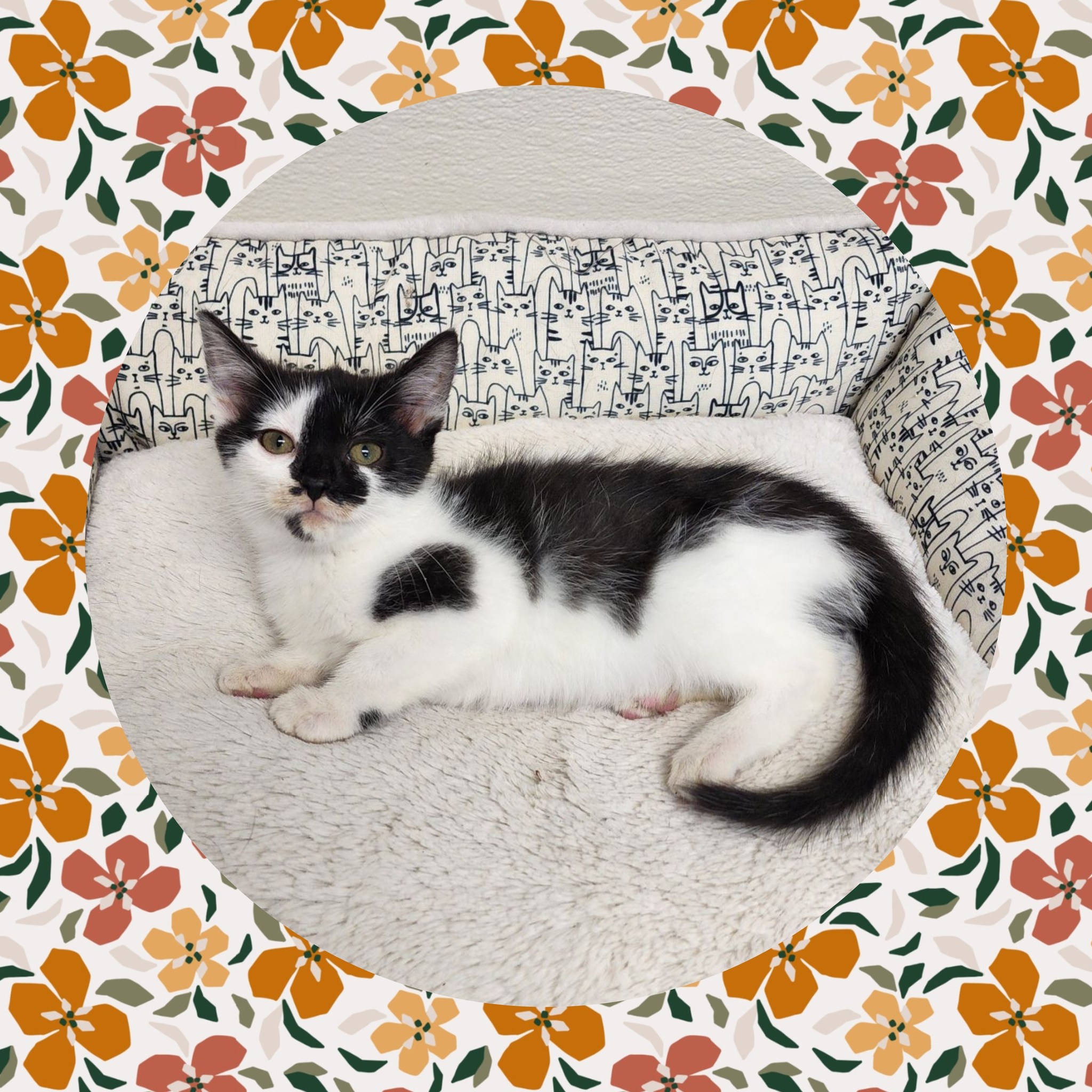 Meet Aurora, adoptable domestic short hair mix cat