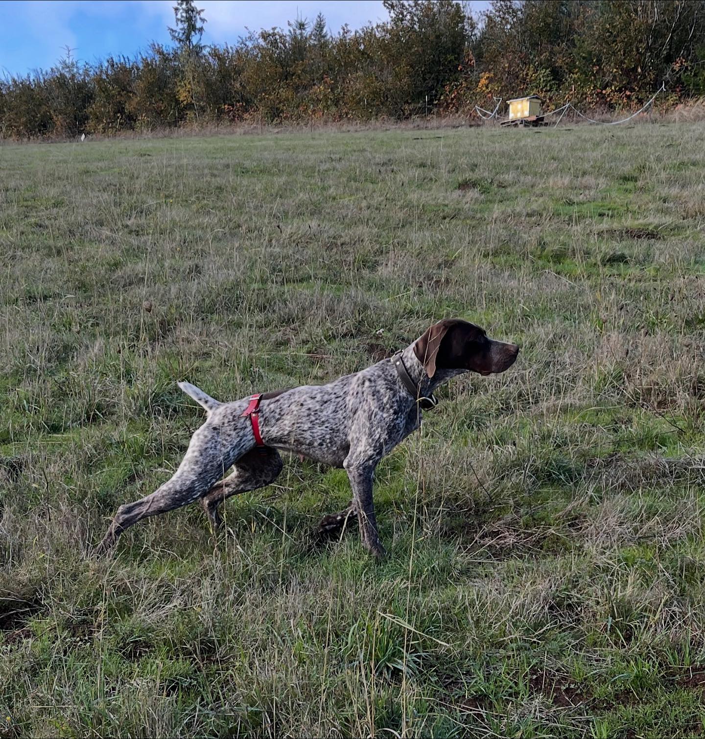 Windy Ridge Farm and Gun Dogs