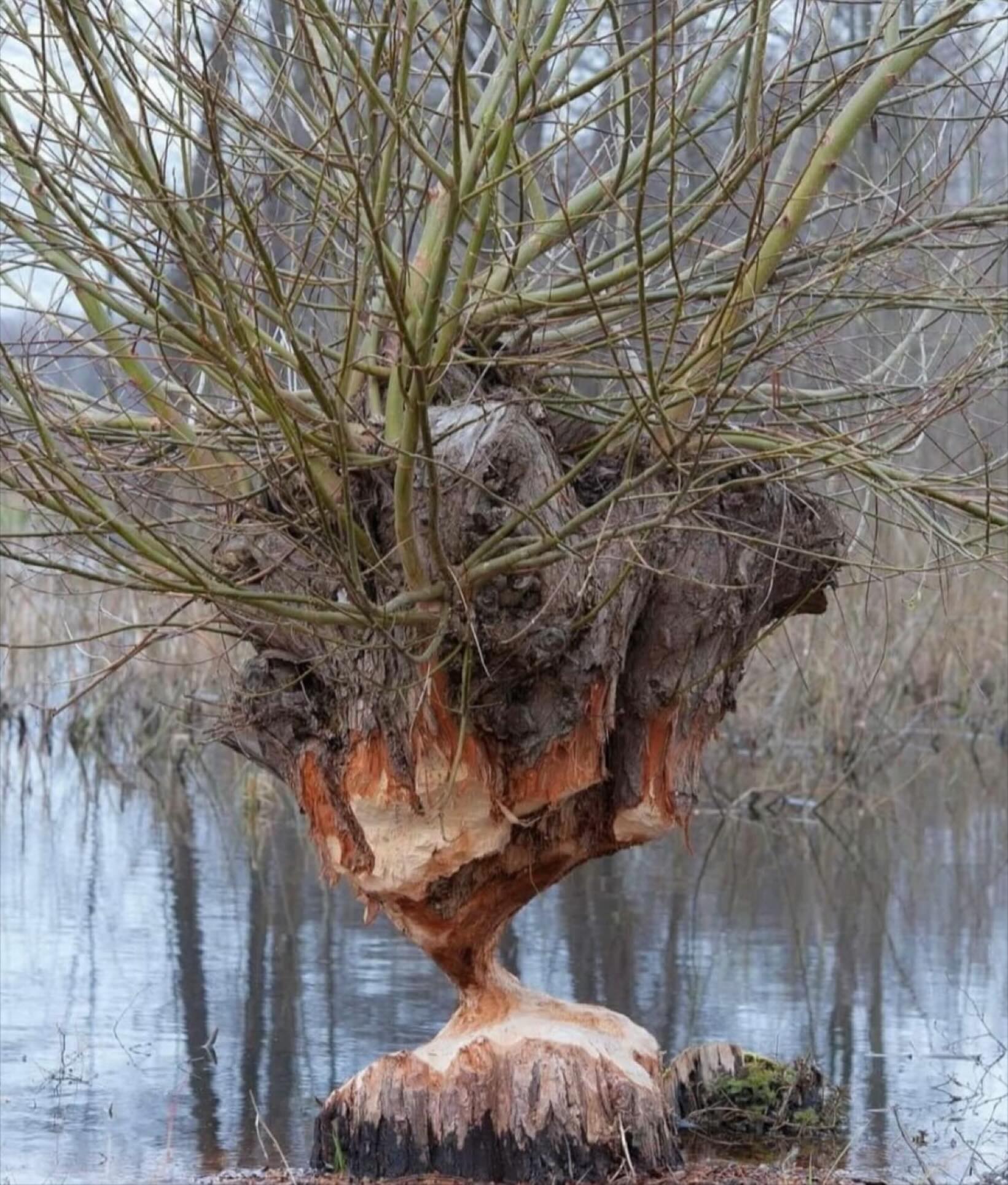 Royal Tree Service | Kirkland QC