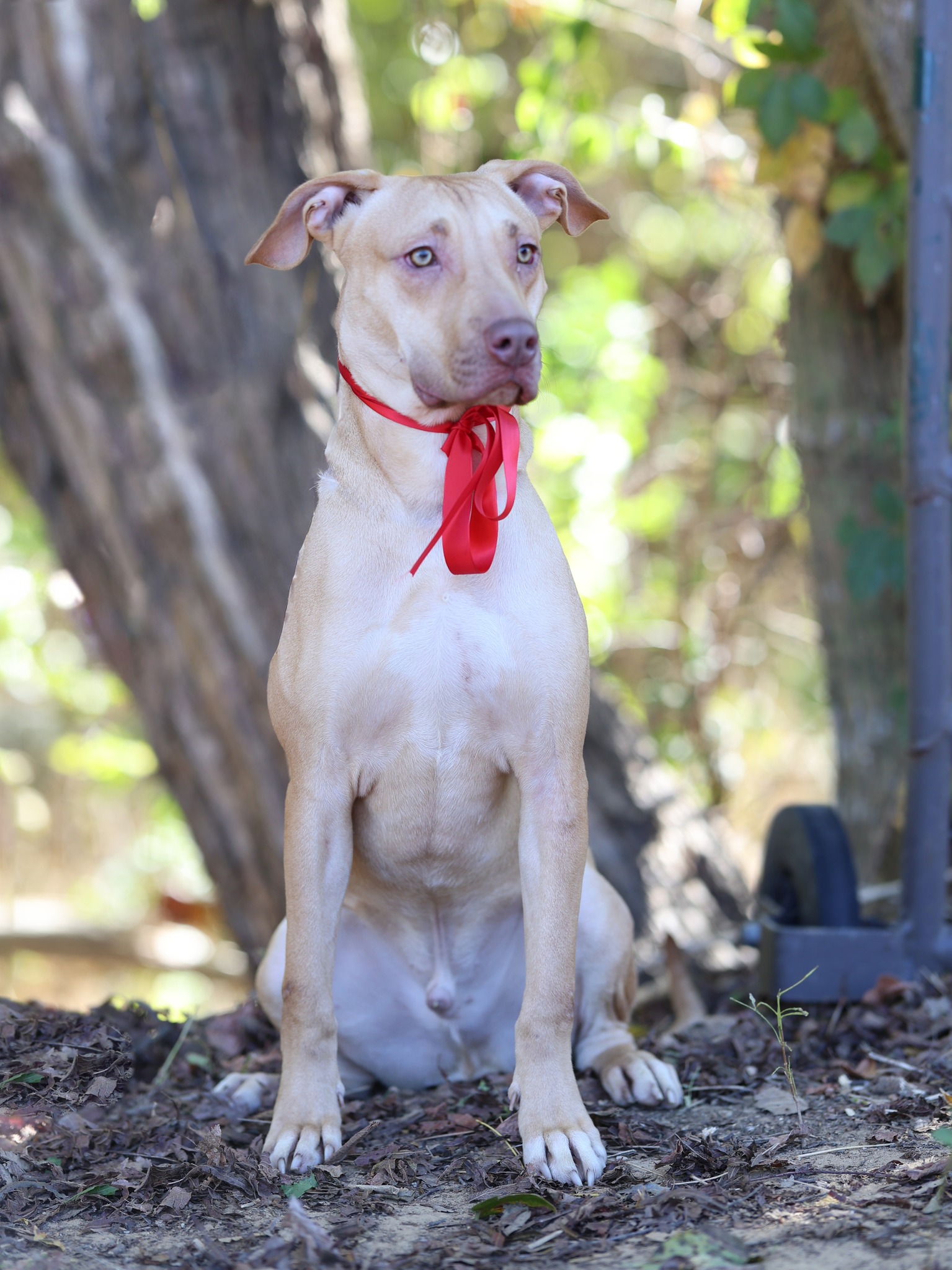 Rankin - **Fee Waived ($0) Adoption** Delbert is a 2 year old Lab/Bully ...