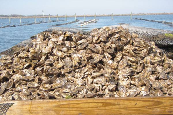 North Carolina Shellfish Growers Association