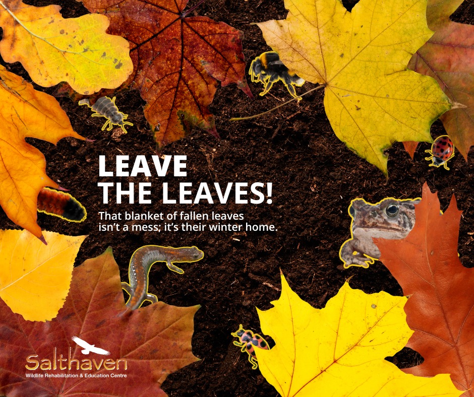 Salthaven - 🍂 This fall, take it easy and let nature rest. Less work ...