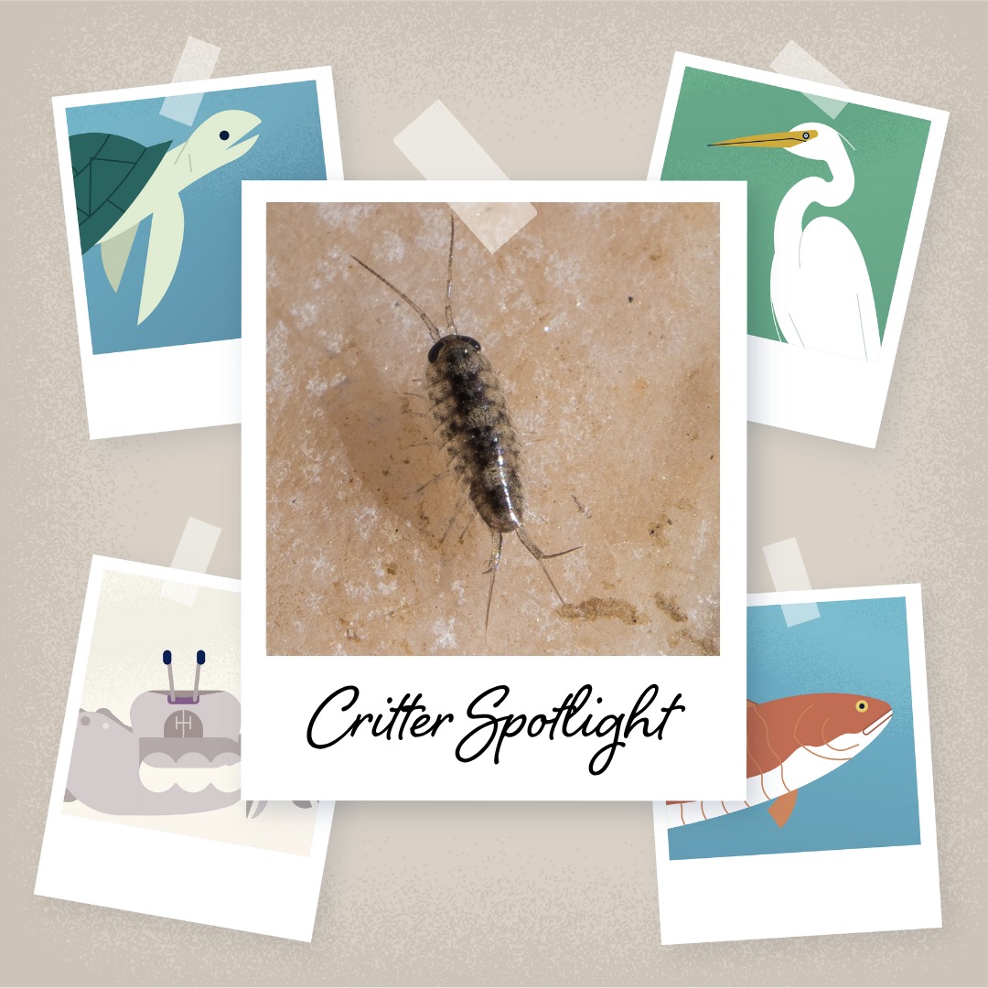 Port - 🕷 Creepy Crawly Critter Spotlight: Wharf roach The appearance ...