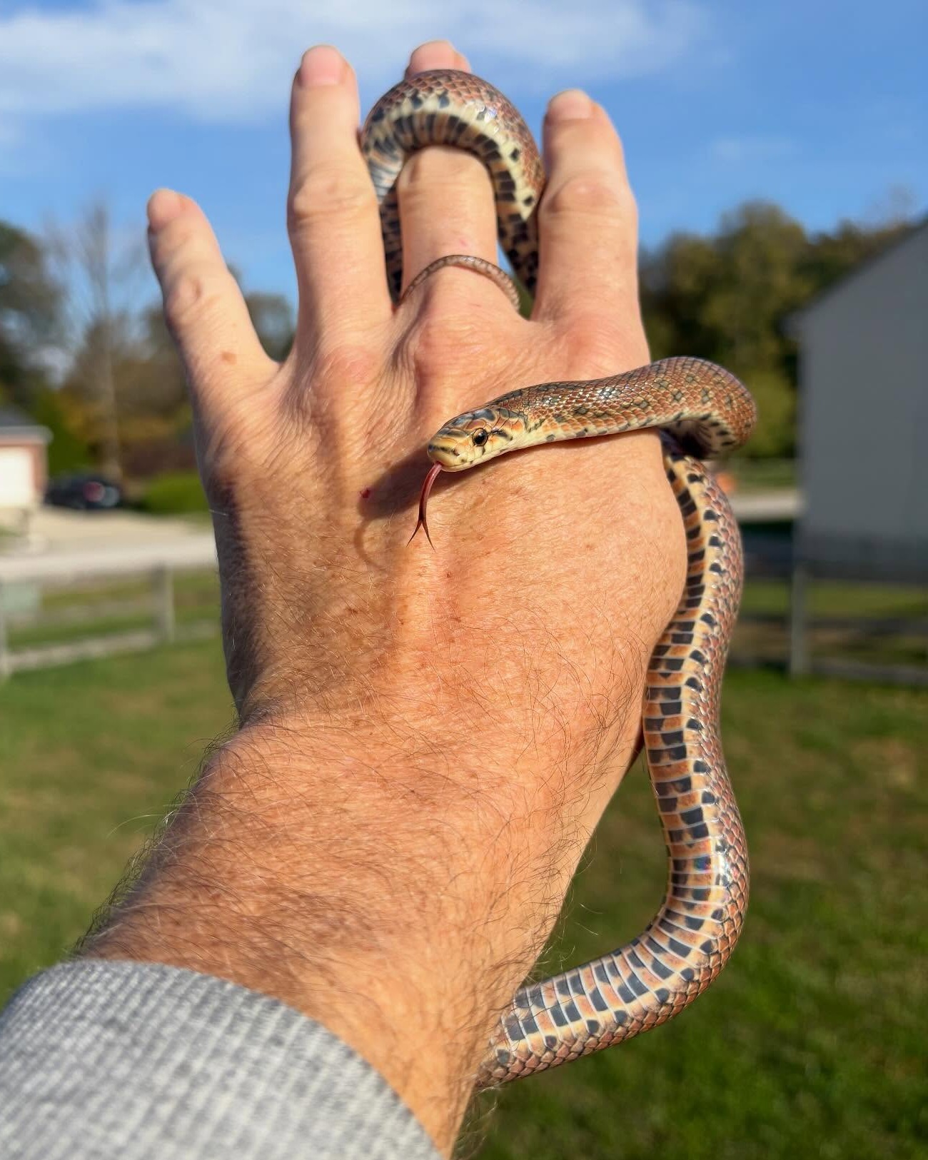 @converseconstrictors shares a... - The Reptile Report | Facebook