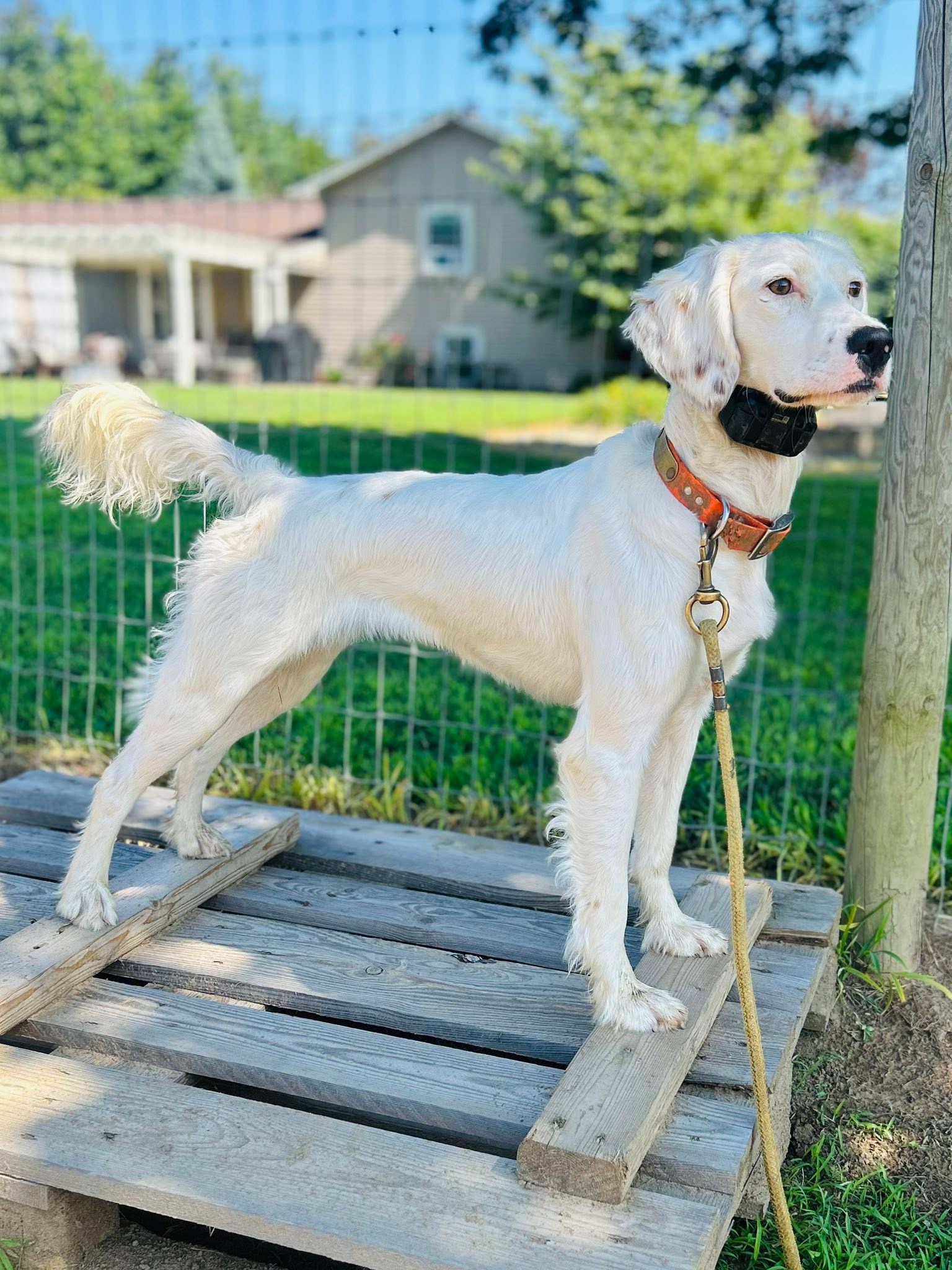 Lockwood Kennels | Madison OH