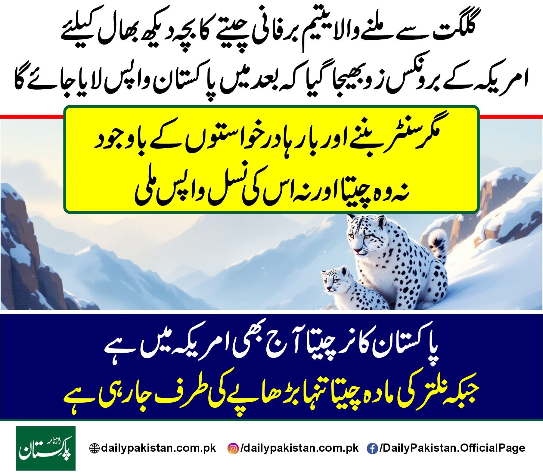 Daily Pakistan - گلگت سے ملنے والا یتیم برفانی چیتے کا بچہ... | Facebook