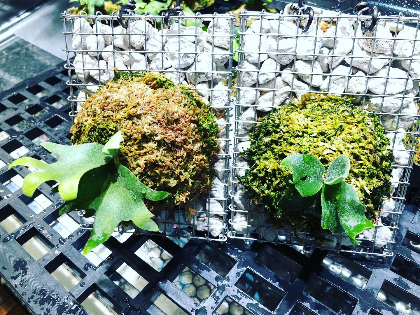 前些日子得箘病的細菌們….終於慢慢恢復生機..！秋天跟玉女繼續努... - 迷鹿陽台 Platycerium Balcony | Facebook