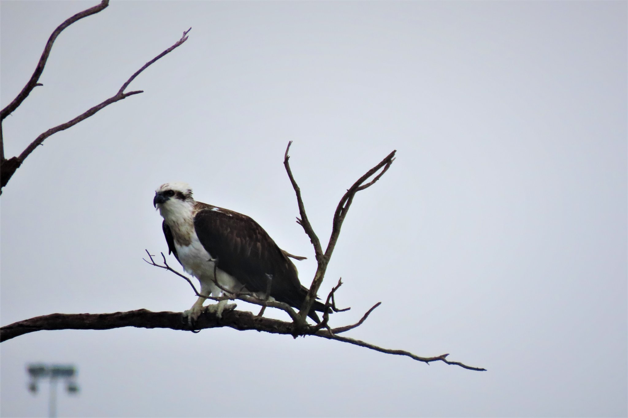 Melville Bird Sanctuary added a... - Melville Bird Sanctuary
