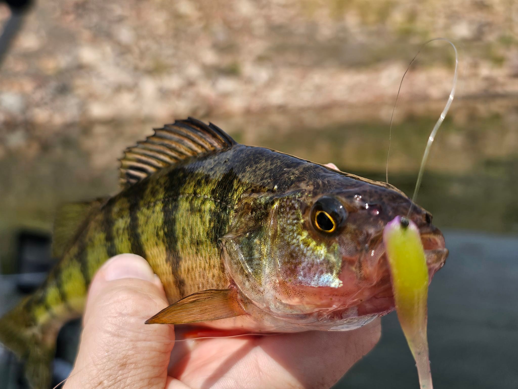 fishing bait lures walleye LURESMEOW Spoons & Blade Baits for Bass, Walleye, Trout Model:VDTIIS66-6 Jig Hooks for Bead searching action OUTDOOR
