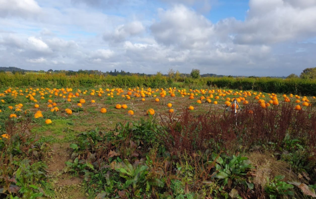 🎃🎃 Our pick your... - Bloxham Nursery & Chequer Tree Tearoom