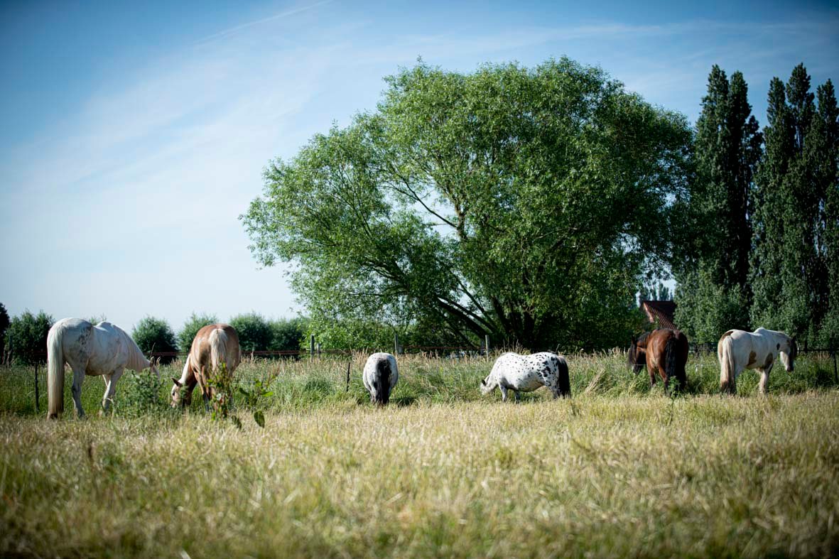 Equisource | Kontich