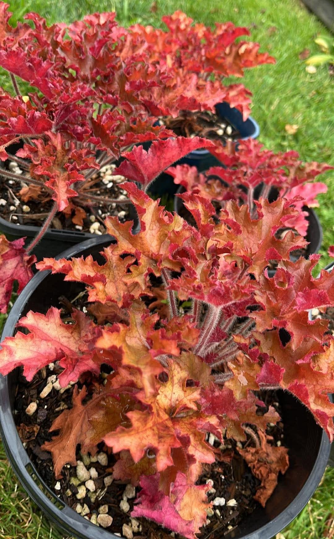 only-5-left-heuchera-orangeberry-colour-changing-foliage
