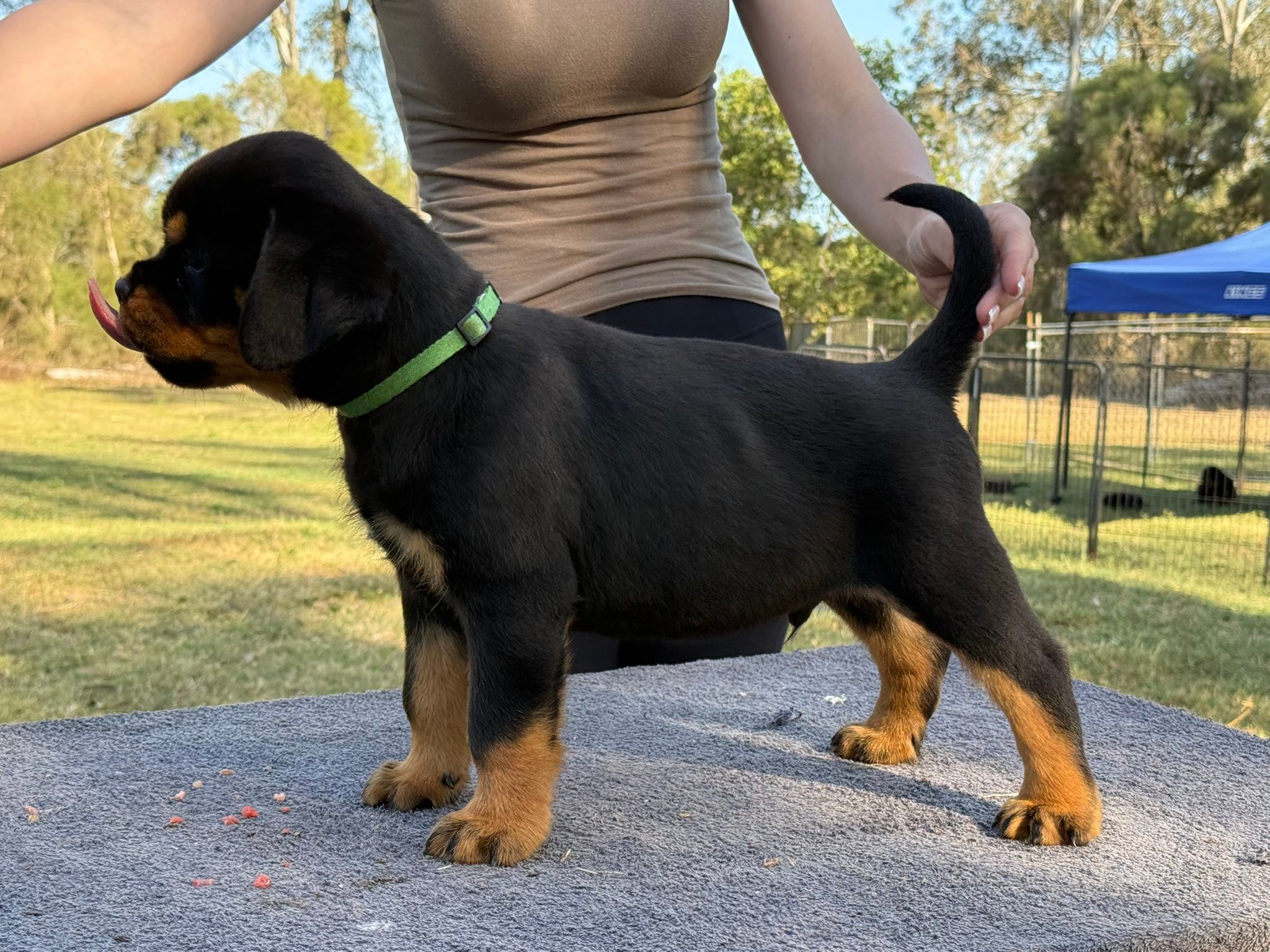 Darkgypsy Rottweilers added a new... - Darkgypsy Rottweilers