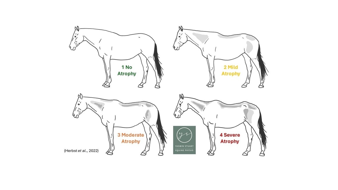 Yasmin - Assessing Muscle Development in Horses – How Much Muscle is ...
