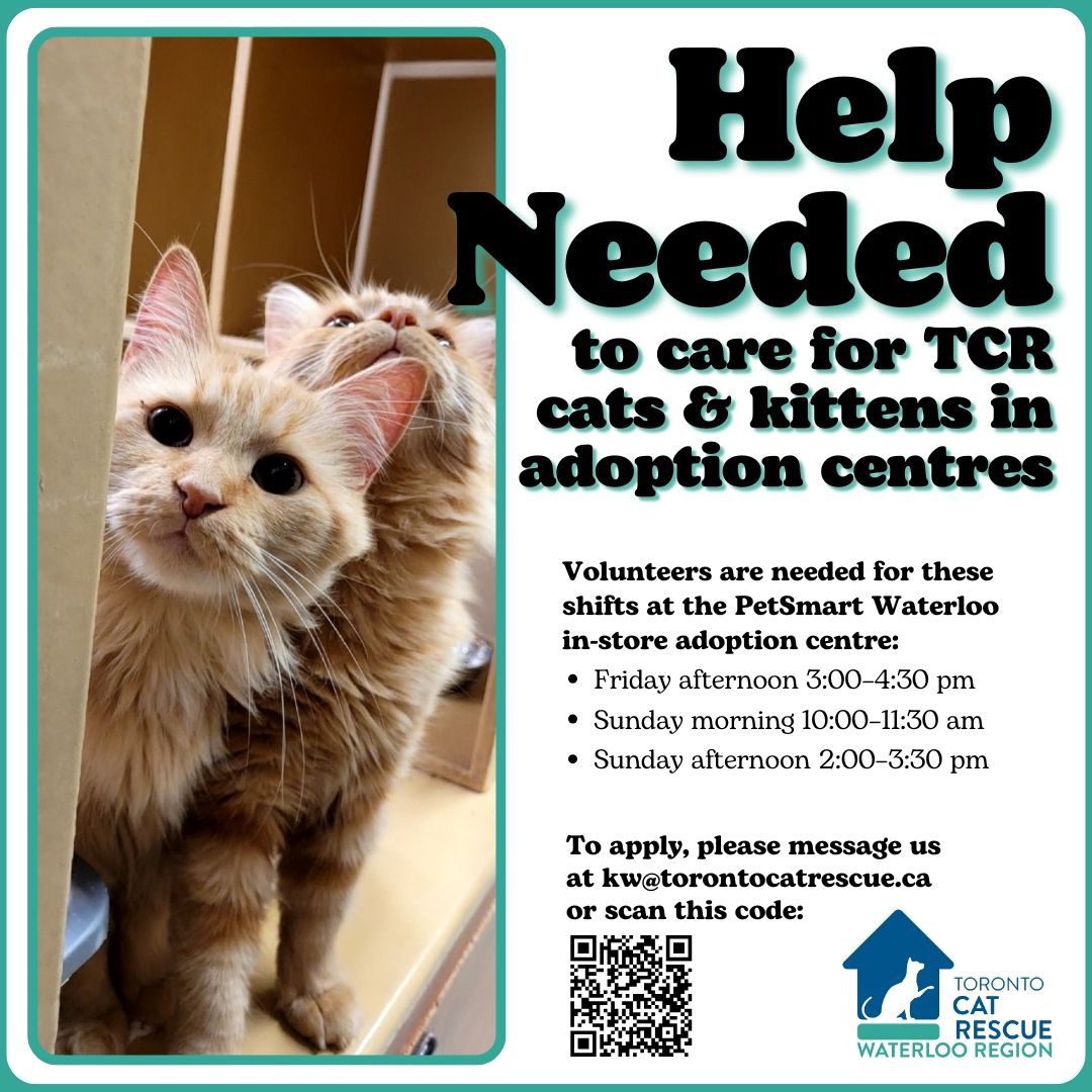 Toronto Cat Rescue... - Toronto Cat Rescue - Waterloo Region