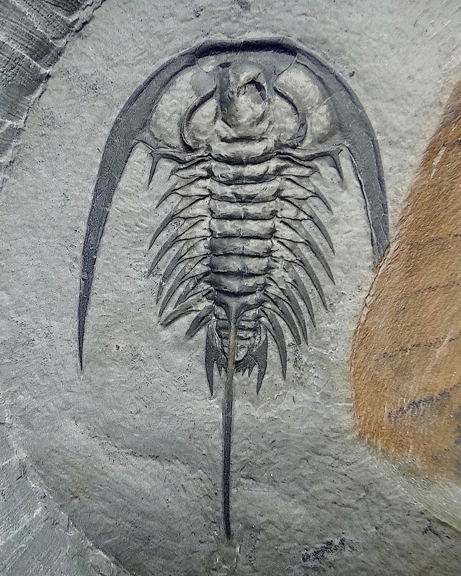 It's Trilobite Tuesday! The fossilized remains of Zacanthoides