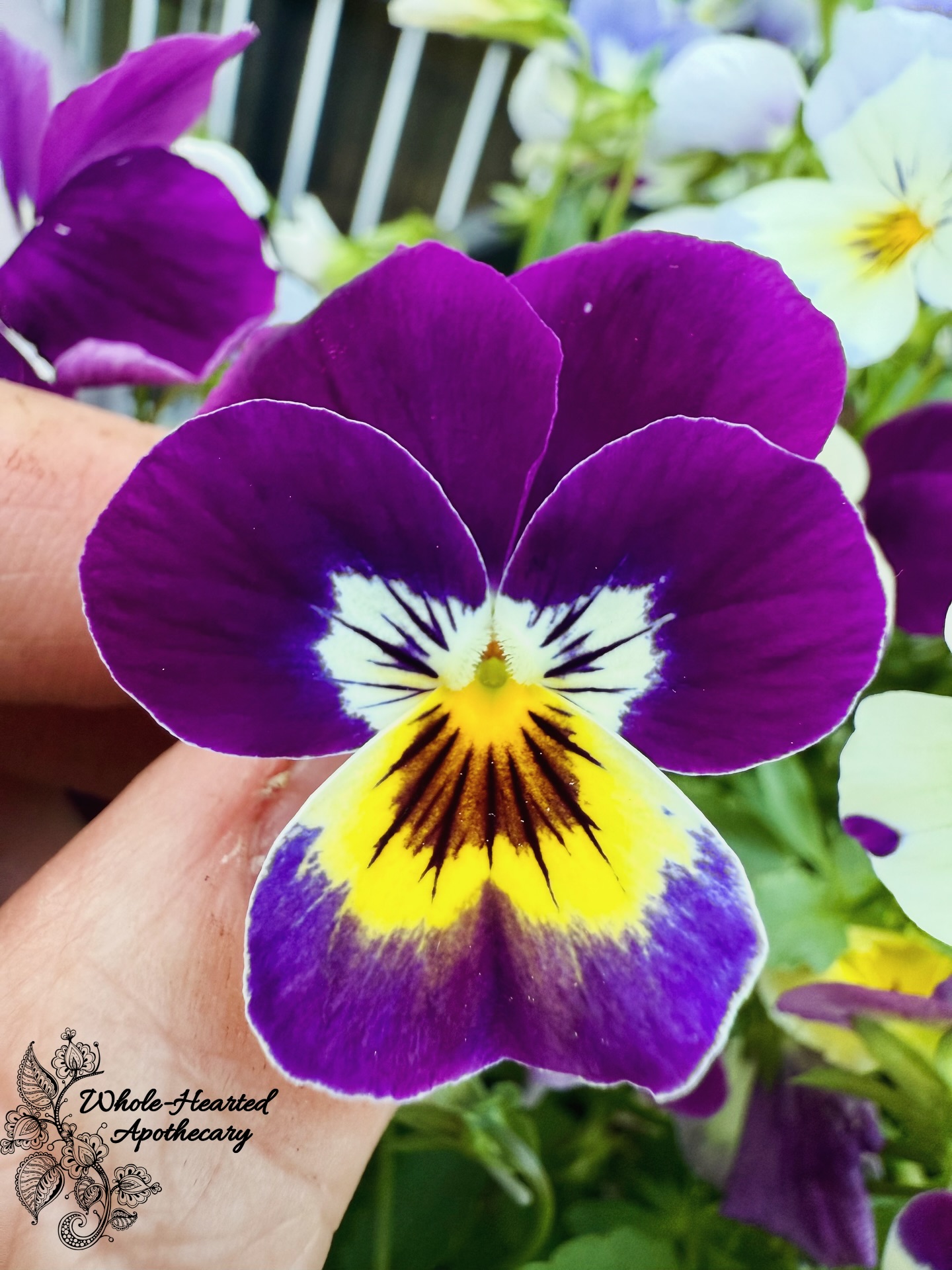 じゃれねこ『6月イベ☆④パープル×ローズ』 Tuesday's violet of the day is Jolly Sunchaser, grown by Liz Romine.