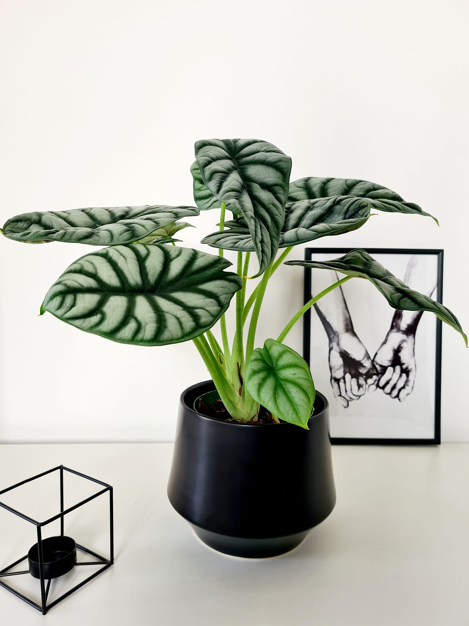 Curated visual reference: Small Plants For Big Impact Reference: Leaf In Motion