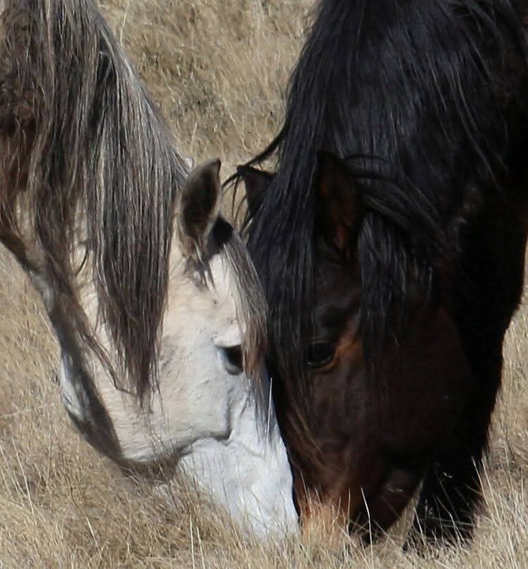 Equine - A favorite moment with Paleface and Poster Boy, 2 famous and ...