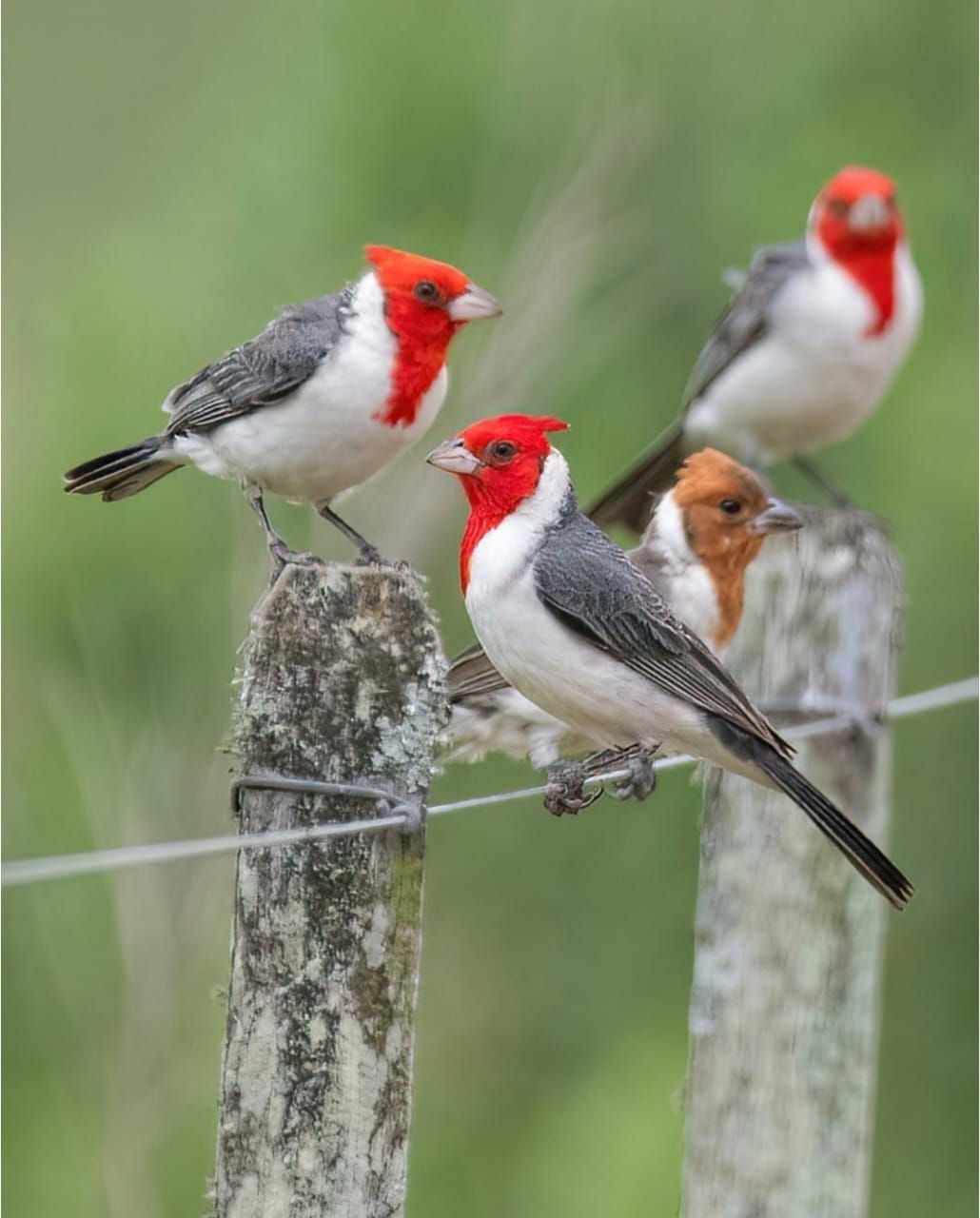 Wondershots - Red-crested Cardinal. The red-crested cardinal (Paroaria ...