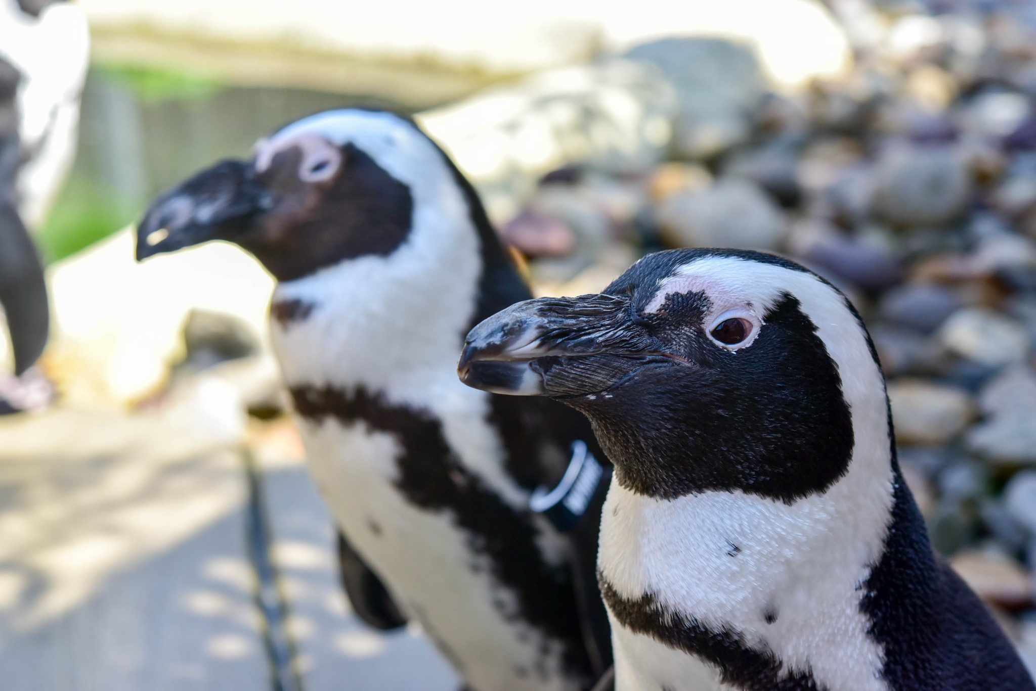 The Maryland Zoo in Baltimore - 2nd place - 